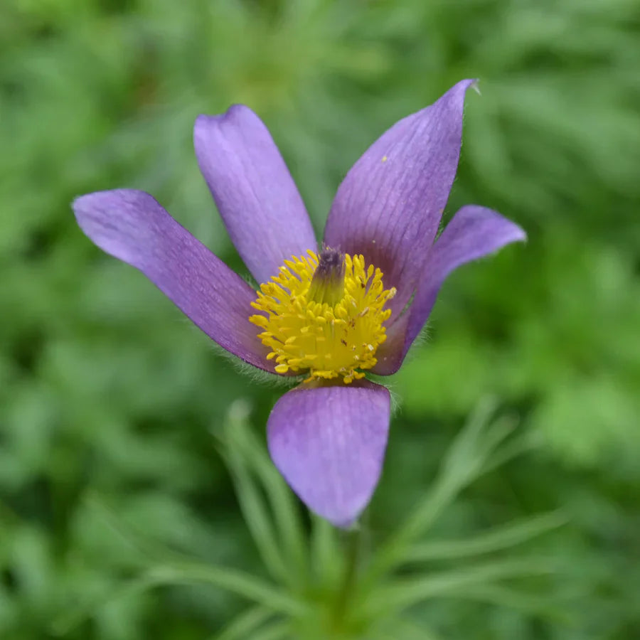 Pasque flower seeds