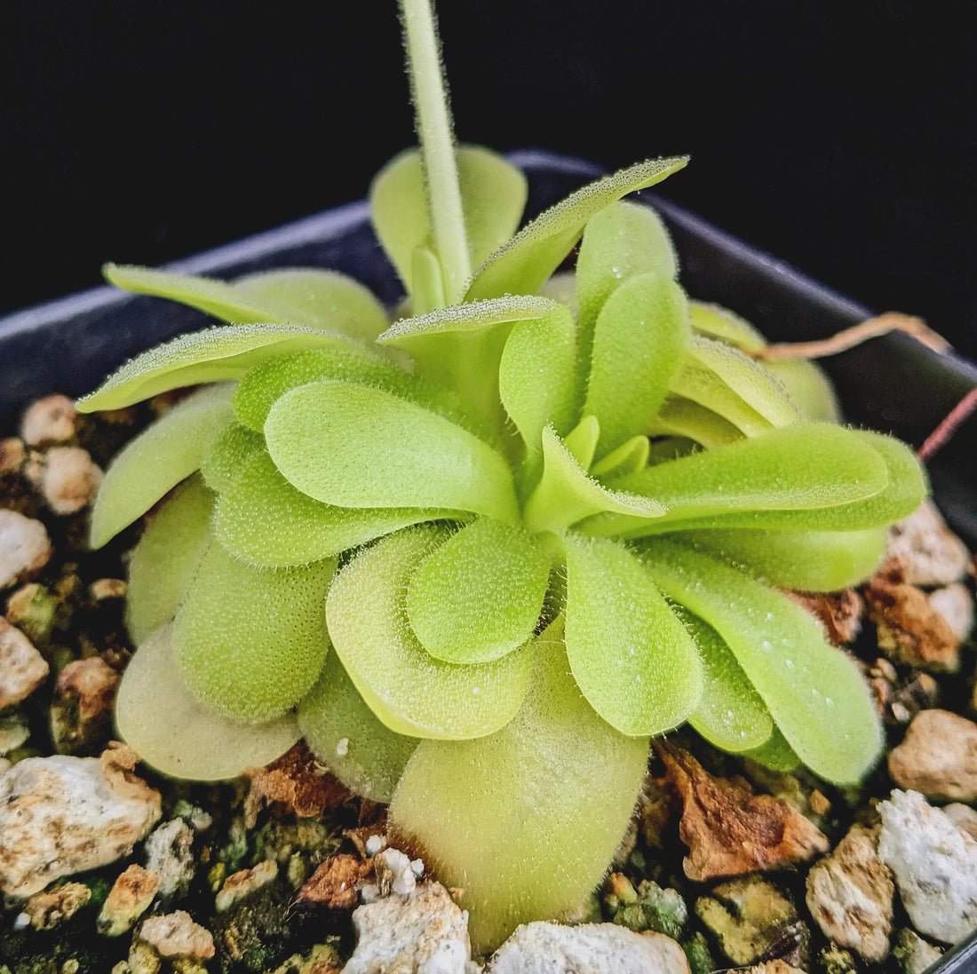 Pinguicula Moctezumae flower seeds