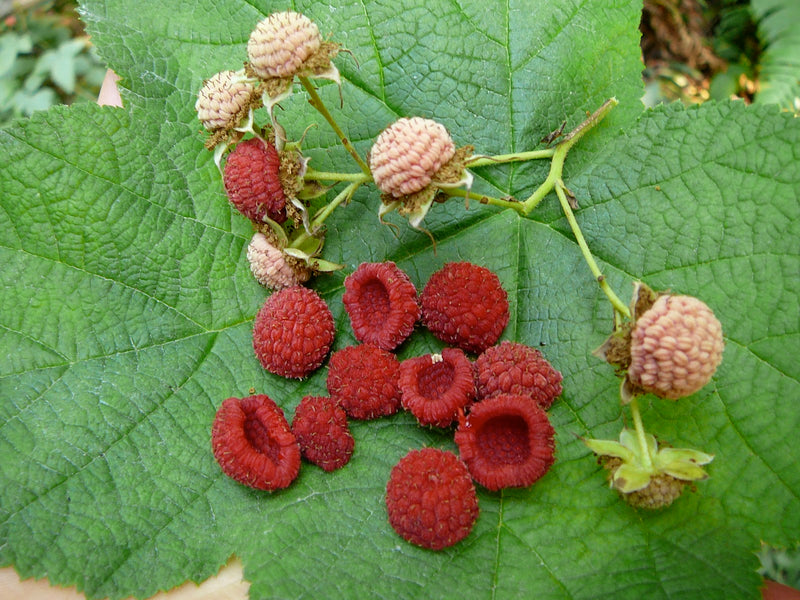 Thimbleberry Fruit Seeds for Planting – Heirloom Non-GMO Garden Seeds