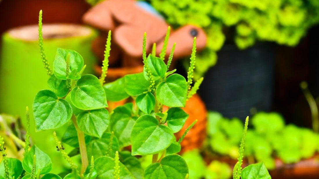 Peperomia Pellucida flower seeds