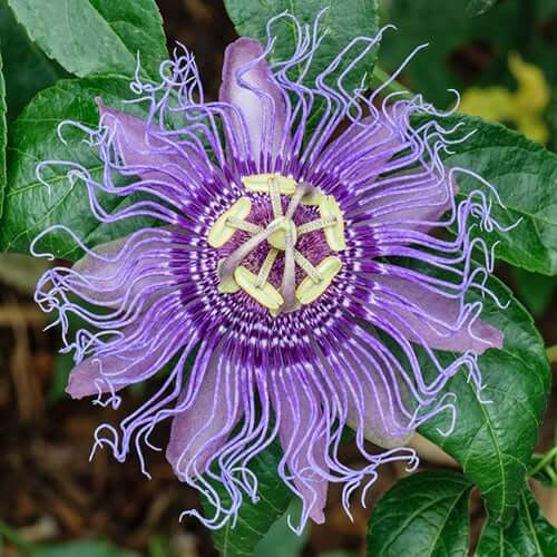 Passiflora Incarnata Passion plant