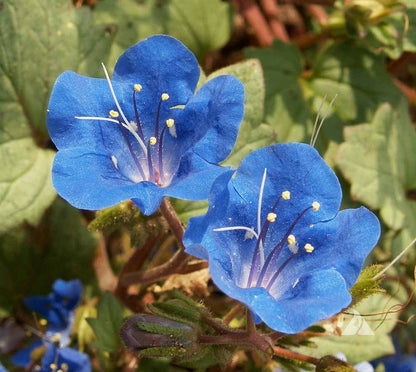 Blue Bell flower seeds