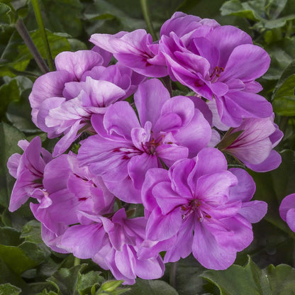 Purple Univalve Geranium plant