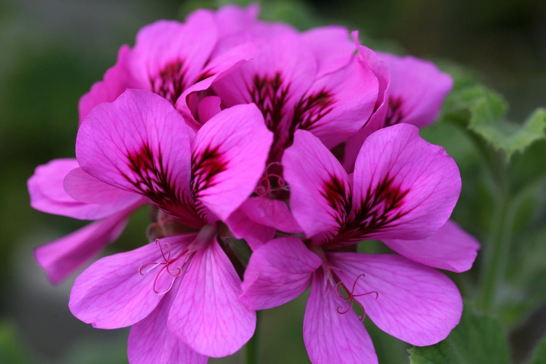 Purple Pink flower seeds