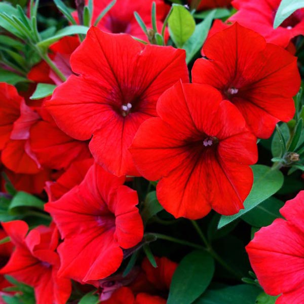 Red Petunia flower seeds