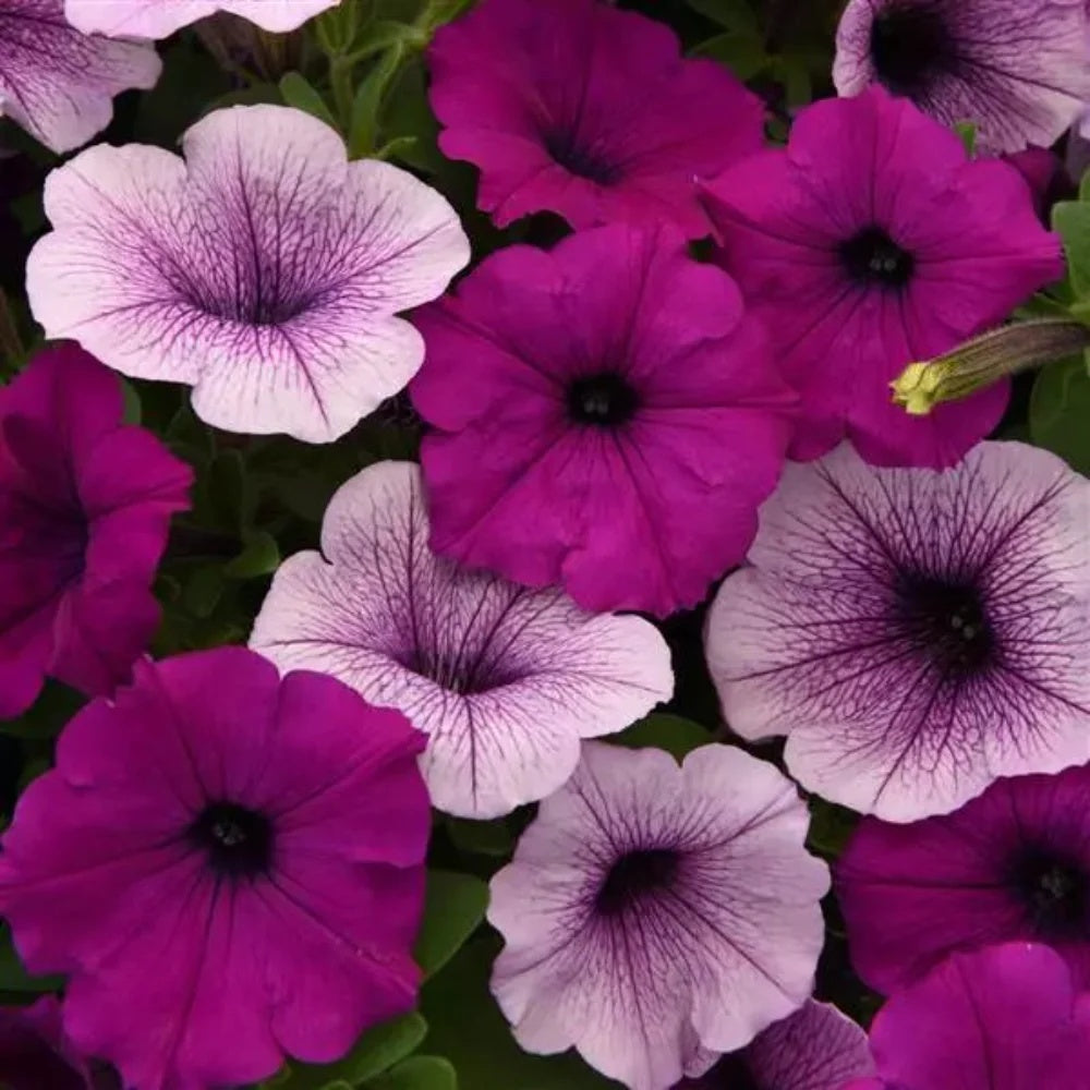 Petunia plant