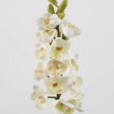 Cream Cymbidium Orchid plant