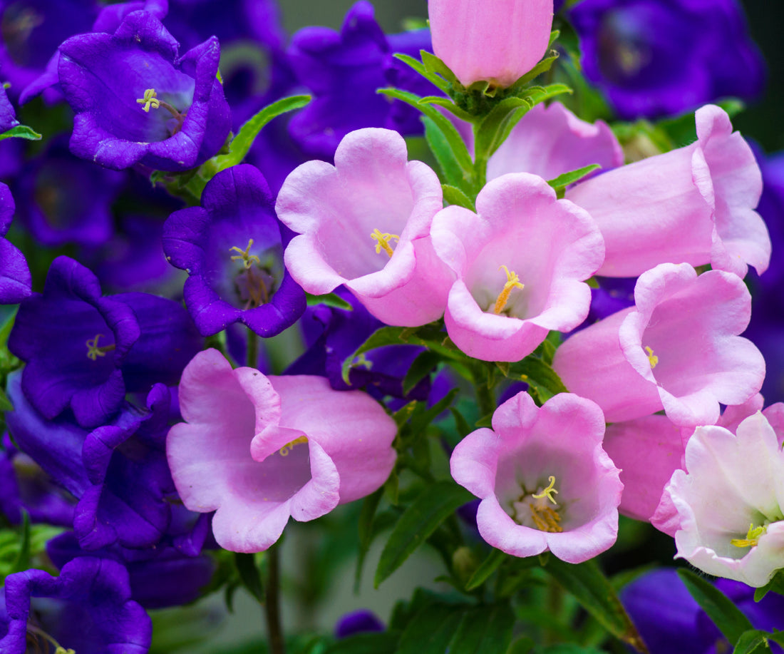 Campanula Bellflower flower seeds