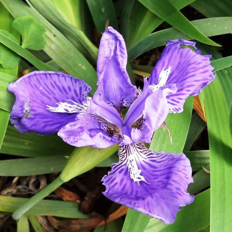 Lavender Tectorum Flower Seeds for Planting – Heirloom Non-GMO Garden Seeds
