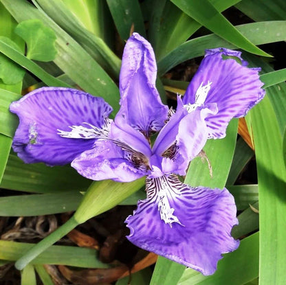 Lavender Tectorum Flower Seeds for Planting – Heirloom Non-GMO Garden Seeds