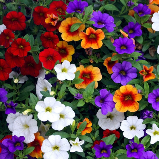 Calibrachoa Petunia flower seeds