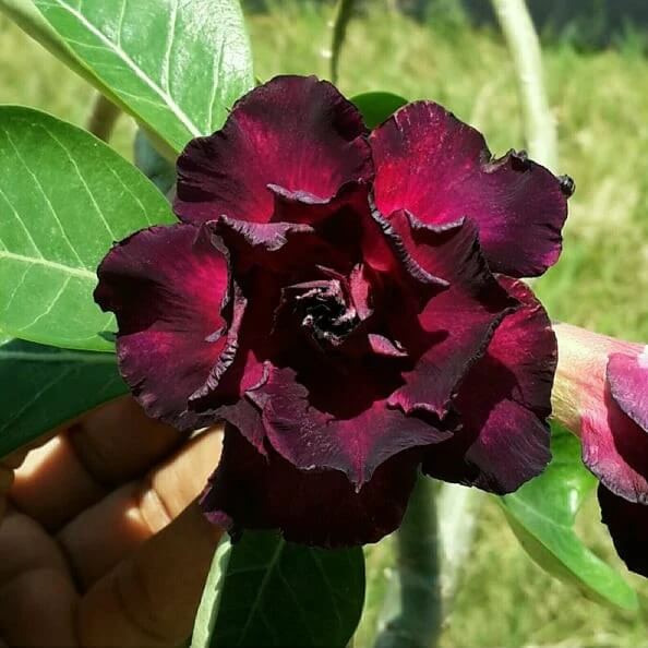 Burgundy Adenium plant