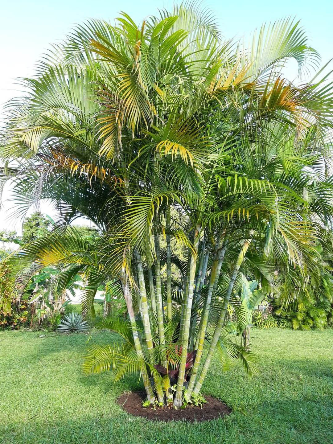 Green Chrysalidocarpus flower seeds
