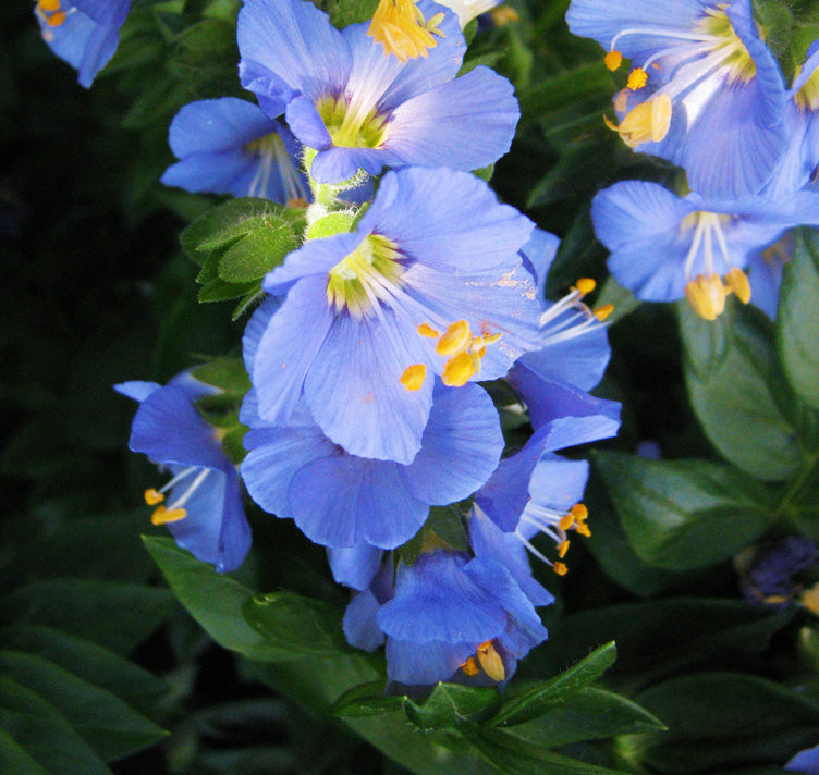 Blue Polemonium flower seeds