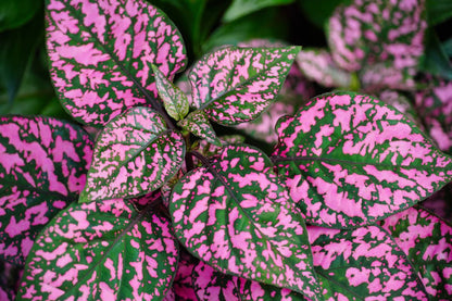 Light Pink and Green Hypoestes Flower Seeds for Planting – Heirloom Non-GMO Garden Seeds