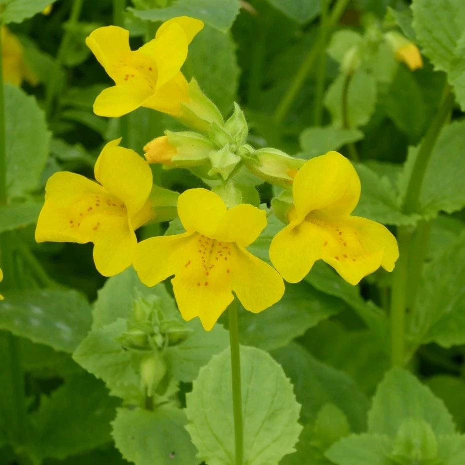 Mimulus Guttatus flower seeds