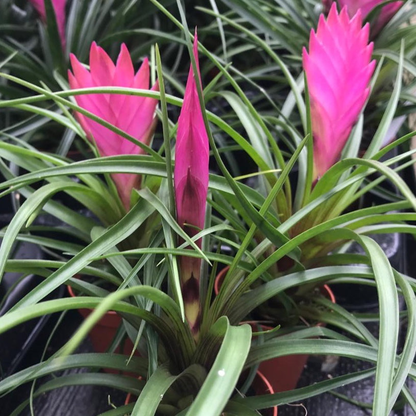 Pink Tillandsia flower seeds