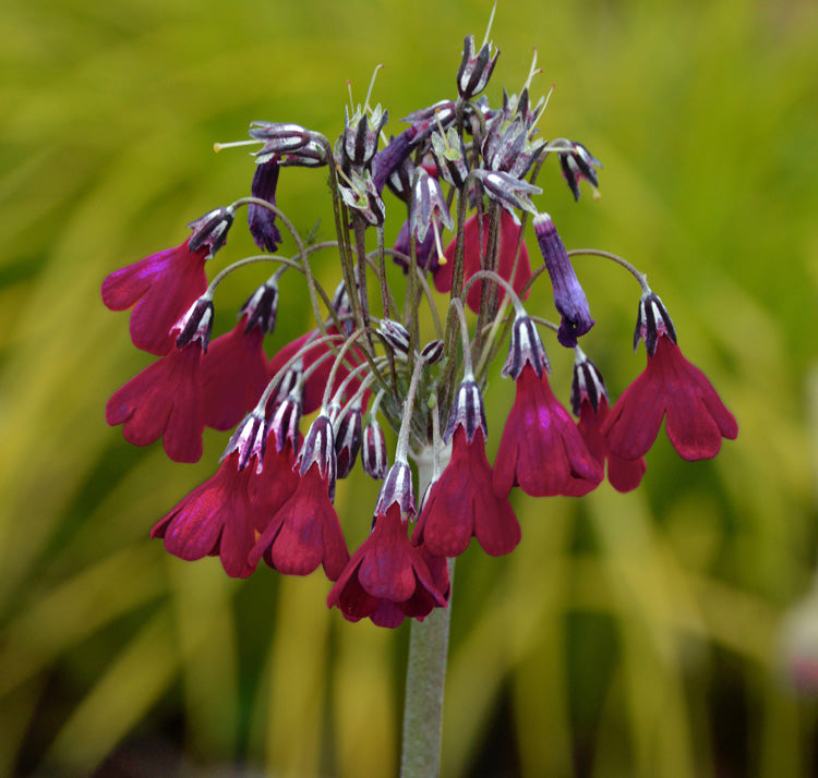 Primula Waltonii flower seeds
