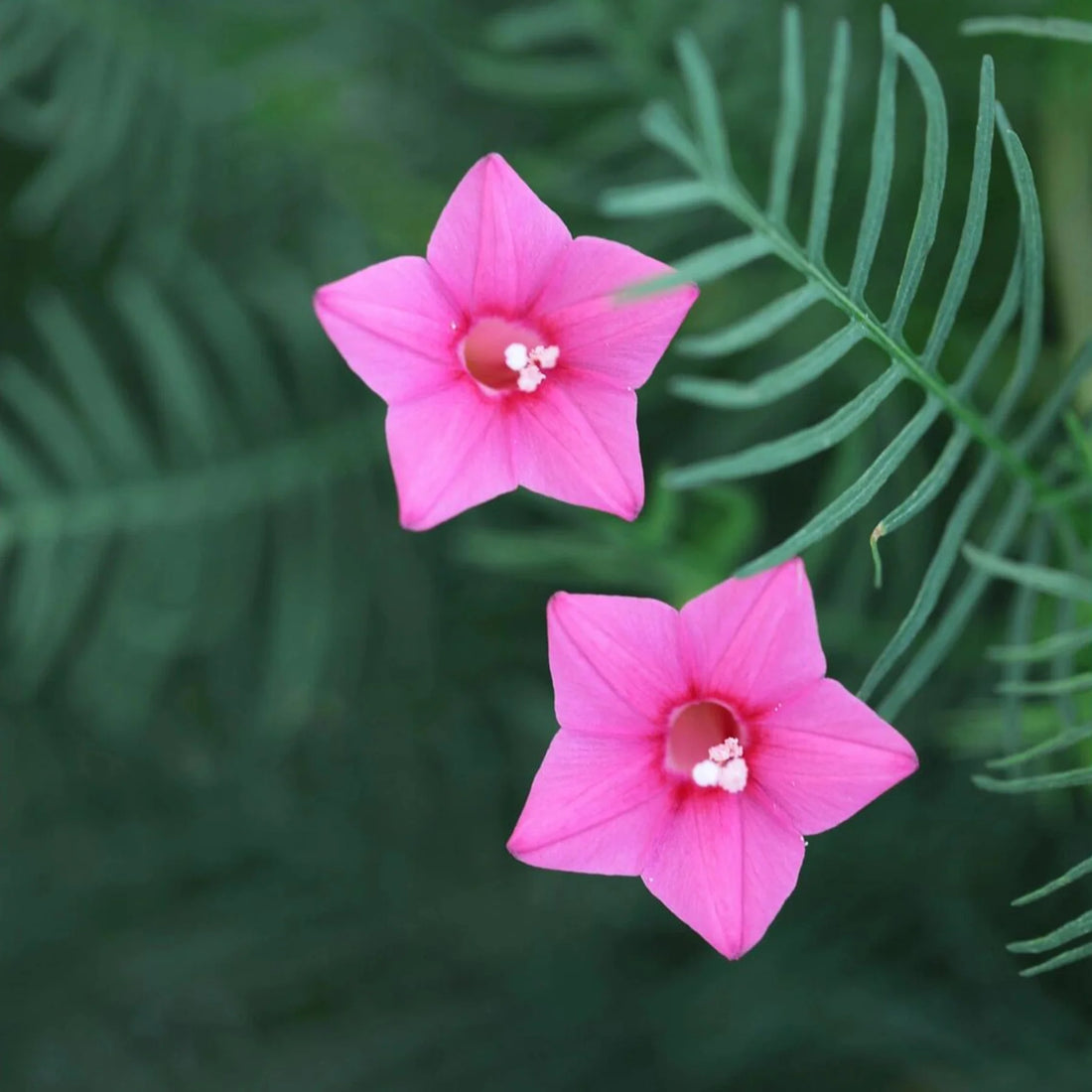 Annual Rose flower seeds