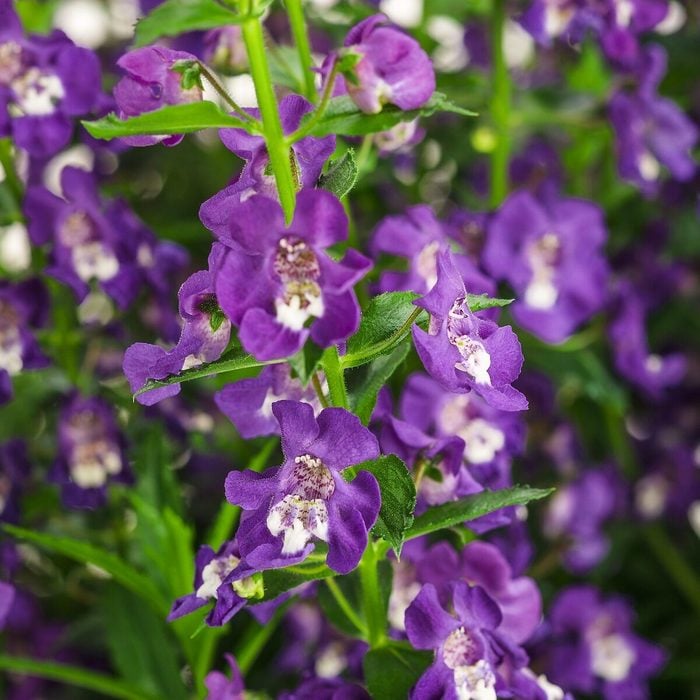 Bicolor flower seeds