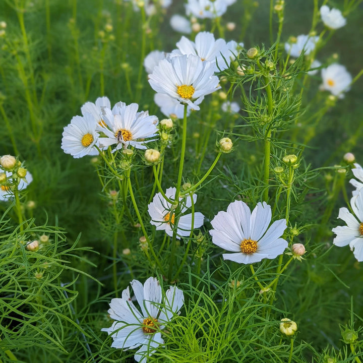 White Cosmos flower seeds