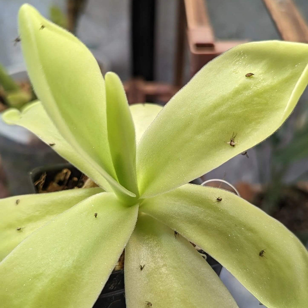 Giant Butterwort plant