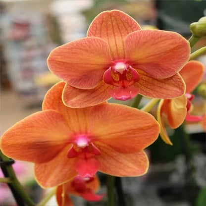 Orange Phalaenopsis Orchid plant
