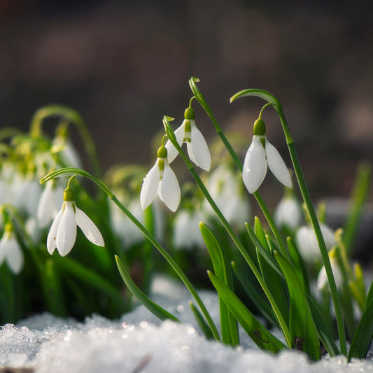 White Snowdrop Flowers Blooming in Early Spring
