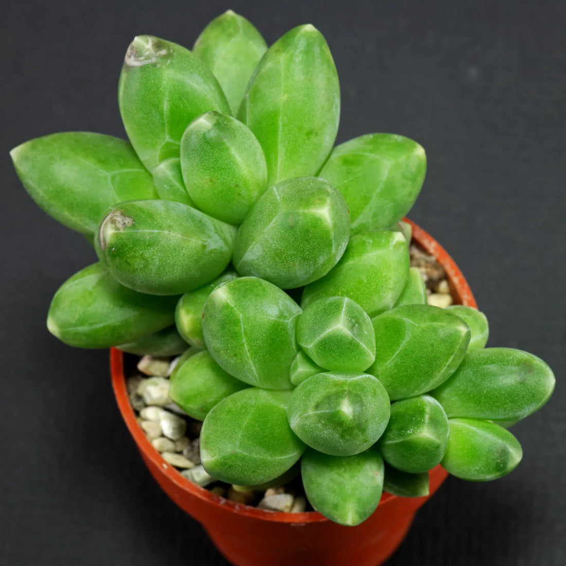 Pachyphytum Compactum flower seeds