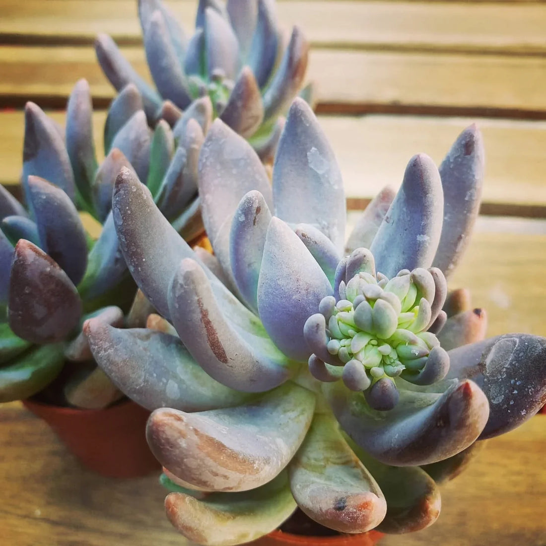 Pachyphytum flower seeds