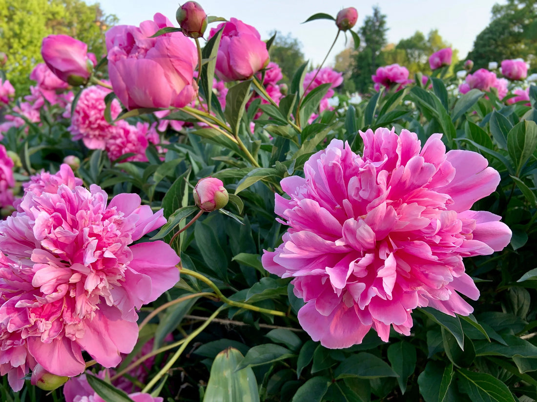 Paeonia Suffruticosa flower seeds