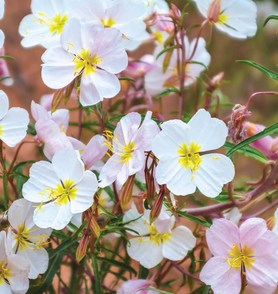 Pale Evening Primrose plant