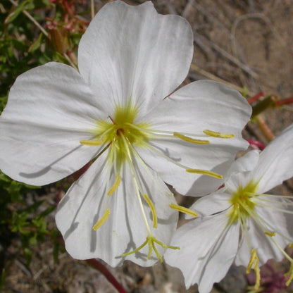 Pale Evening Primrose plant