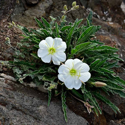 Pale Evening Primrose plant
