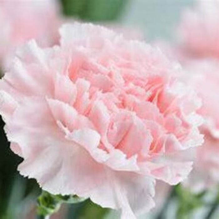 Pale Pink Carnation plant