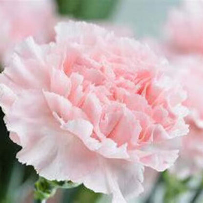 Pale Pink Carnation plant