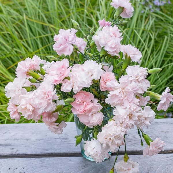 Pale Pink Carnation plant