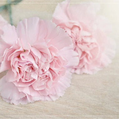 Pale Pink Carnation plant