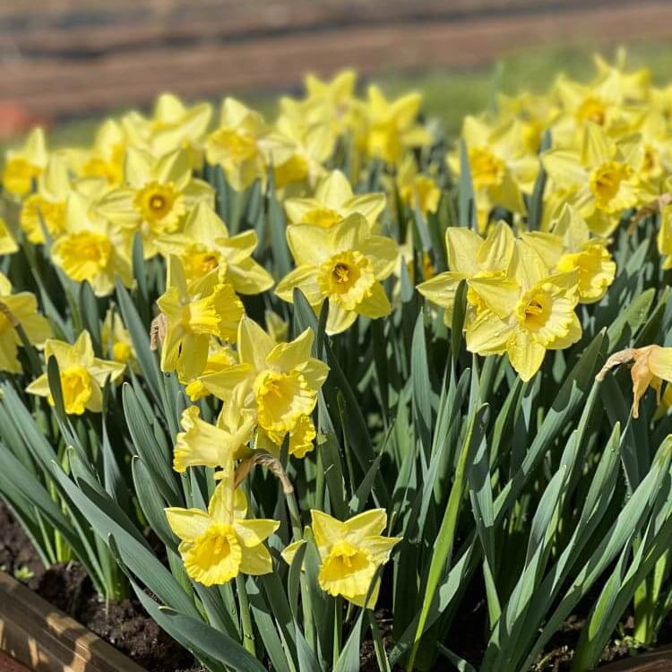 Pale Yellow Daffodil plant