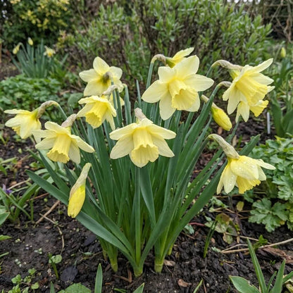 Pale Yellow Daffodil plant