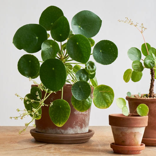 Pancake Plant