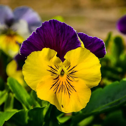 Pansy Flower Seeds for Planting – Heirloom Non-GMO Garden Seeds