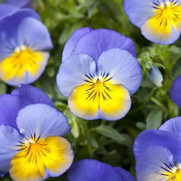 Blue Yellow flower seeds