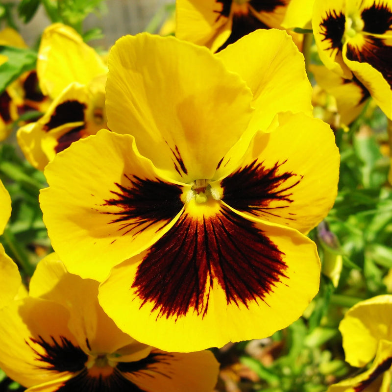 Yellow Swiss Pansy Flower Seeds for Planting – Heirloom Non-GMO Garden Seeds
