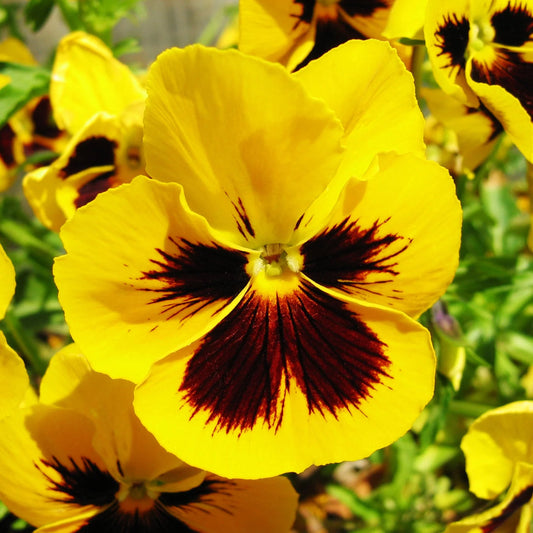 Tricolor Pansy flower seeds