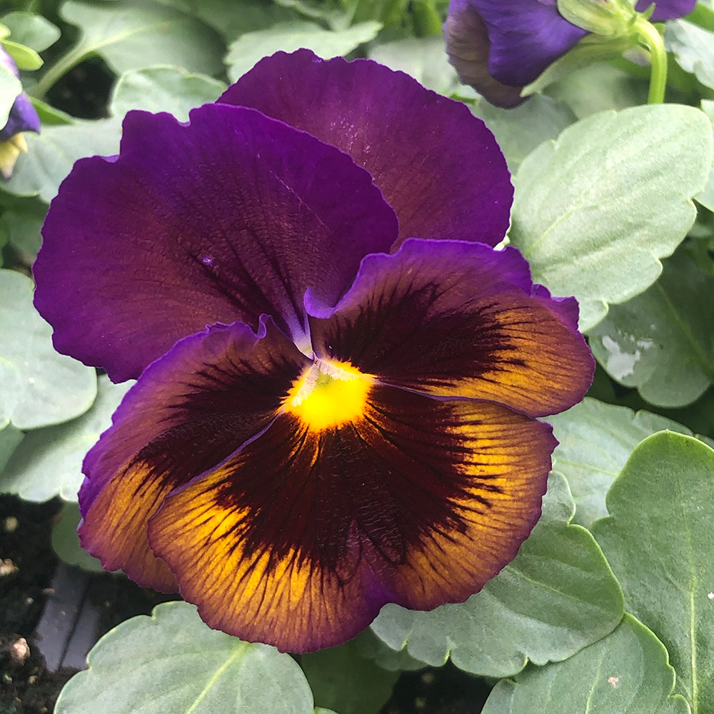 Pansy Viola flower seeds