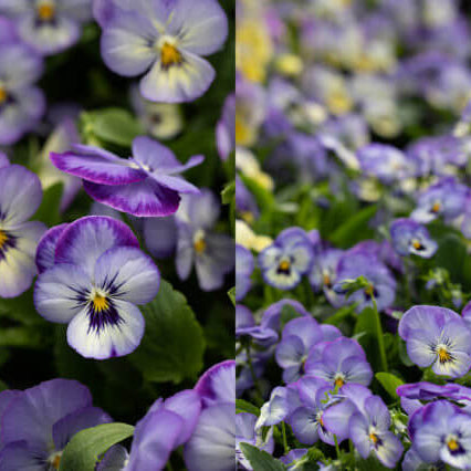 Purple Pansy plant