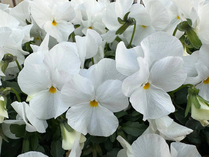 White Pansy Flower Seeds for Planting – Heirloom Non-GMO Garden Seeds