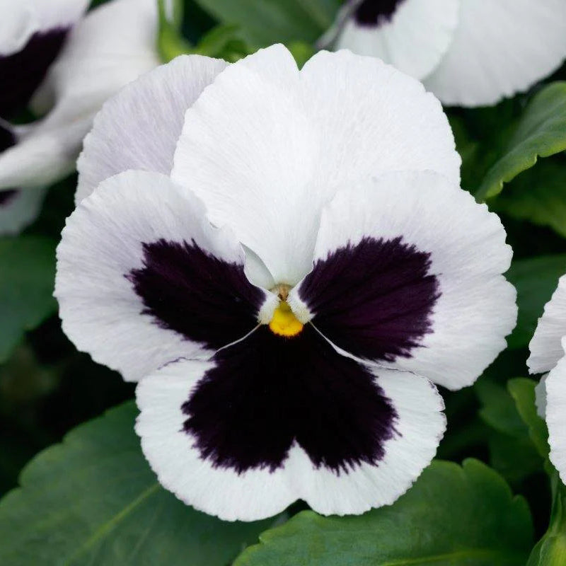 White Black flower seeds