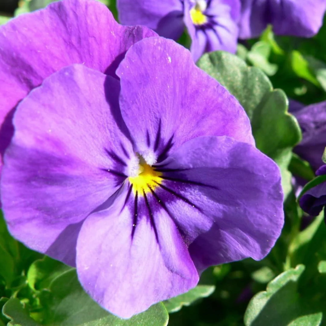 Violet Pansy flower seeds
